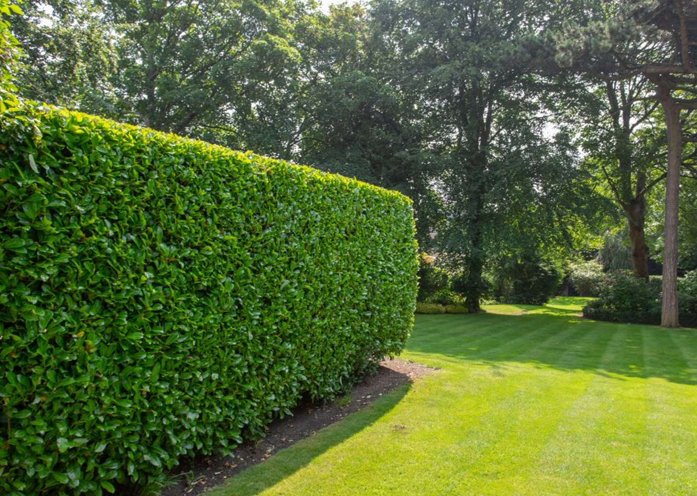 Sprzęt do żywopłotów